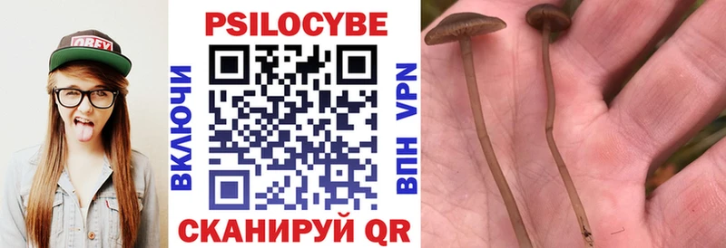 Купить где  Апатиты  Галлюциногенные грибы Psilocybine cubensis 